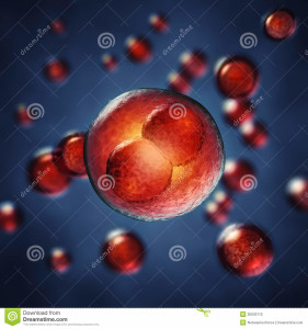 http://www.dreamstime.com/stock-photo-embryogenesis-two-cell-embryo-d-illustration-image30633110